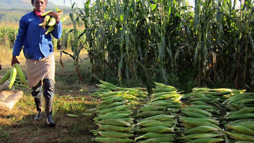 Bigtime partners with EC farmers